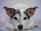 Por que cachorros comem o próprio vômito?