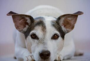 Por que cachorros comem o próprio vômito?