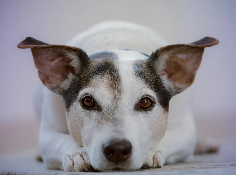 Por que cachorros comem o próprio vômito?