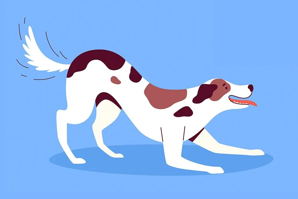 Por que os cães abanam o rabo?