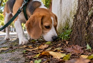 Por que os cães ficam cheirando o mesmo lugar durante tanto tempo no passeio?