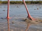 Por que os flamingos movimentam os pés sem parar enquanto procuram comida na água?