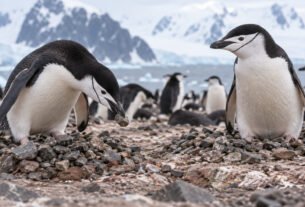 Por que os pinguins conseguem dormir durante poucos segundos várias vezes ao dia?