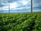 Produtores de proteína da soja pedem taxa contra China, maior comprador de grãos do Brasil