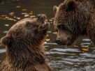 Quantas espécies de urso existem? Conheça os oito tipos e seus habitats