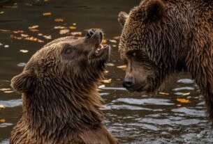 Quantas espécies de urso existem? Conheça os oito tipos e seus habitats