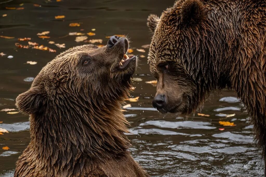 Quantas espécies de urso existem? Conheça os oito tipos e seus habitats