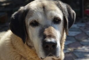 Quantos medicamentos um cão ou gato idoso consegue tomar com segurança?