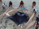 Raia gigante é resgatada por pescadores após ficar presa em rede em Arraial do Cabo
