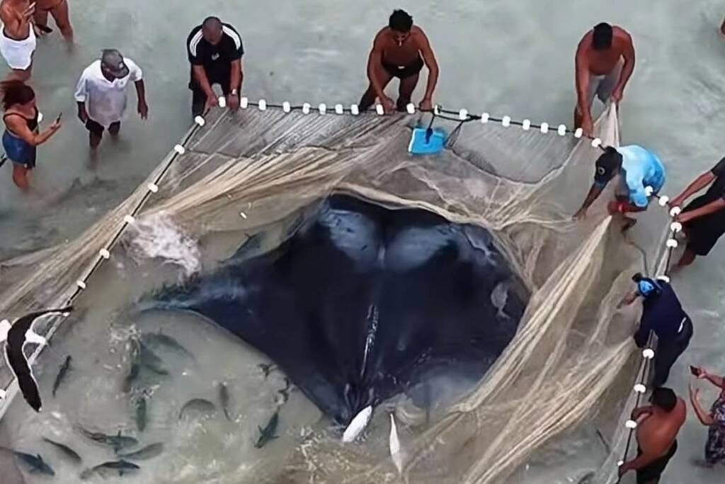 Raia gigante é resgatada por pescadores após ficar presa em rede em Arraial do Cabo