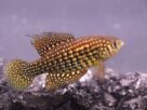 Recém-descobertos e já ameaçados: cientistas descrevem três espécies de peixes
