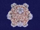Roundtables: A Conversation With the Creator of AI-Designed Viruses