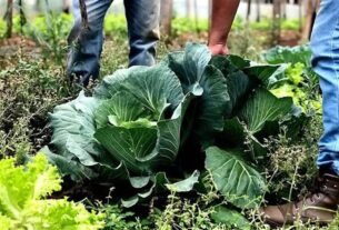 Segurança alimentar exige esforço coletivo e articulação