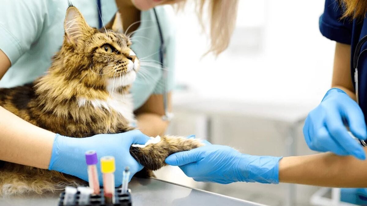 Seu laboratório veterinário sabe se pode confiar nos resultados que libera?
