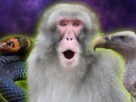 Snakes that cartwheel, vultures that groan, a mysterious Martian moon, and more