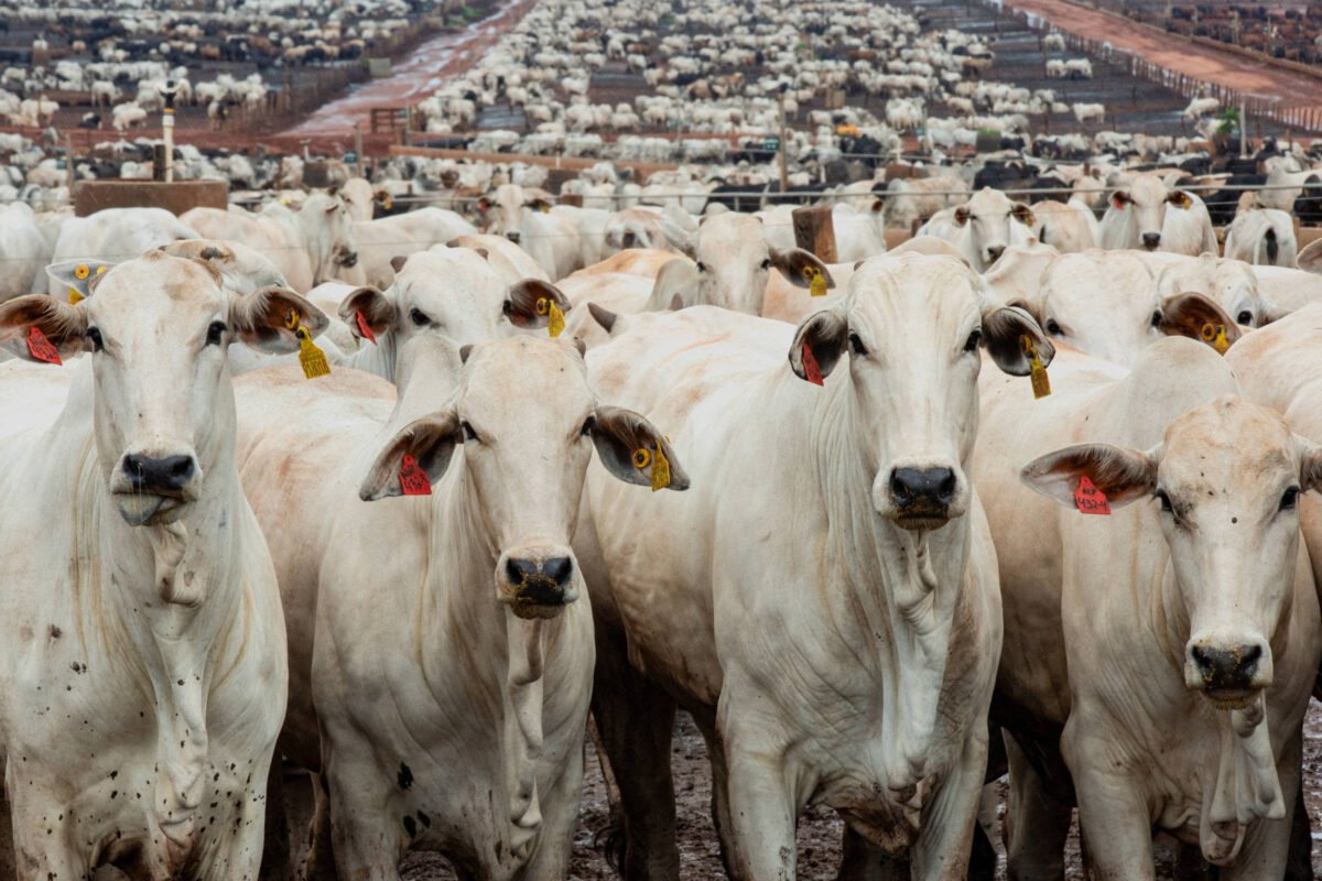 Soja e bovinos têm os melhores desempenhos no campo neste ano