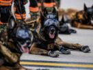 Startup capta US$ 200 milhões para clonar cães militares nos EUA