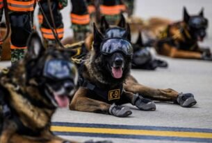 Startup capta US$ 200 milhões para clonar cães militares nos EUA
