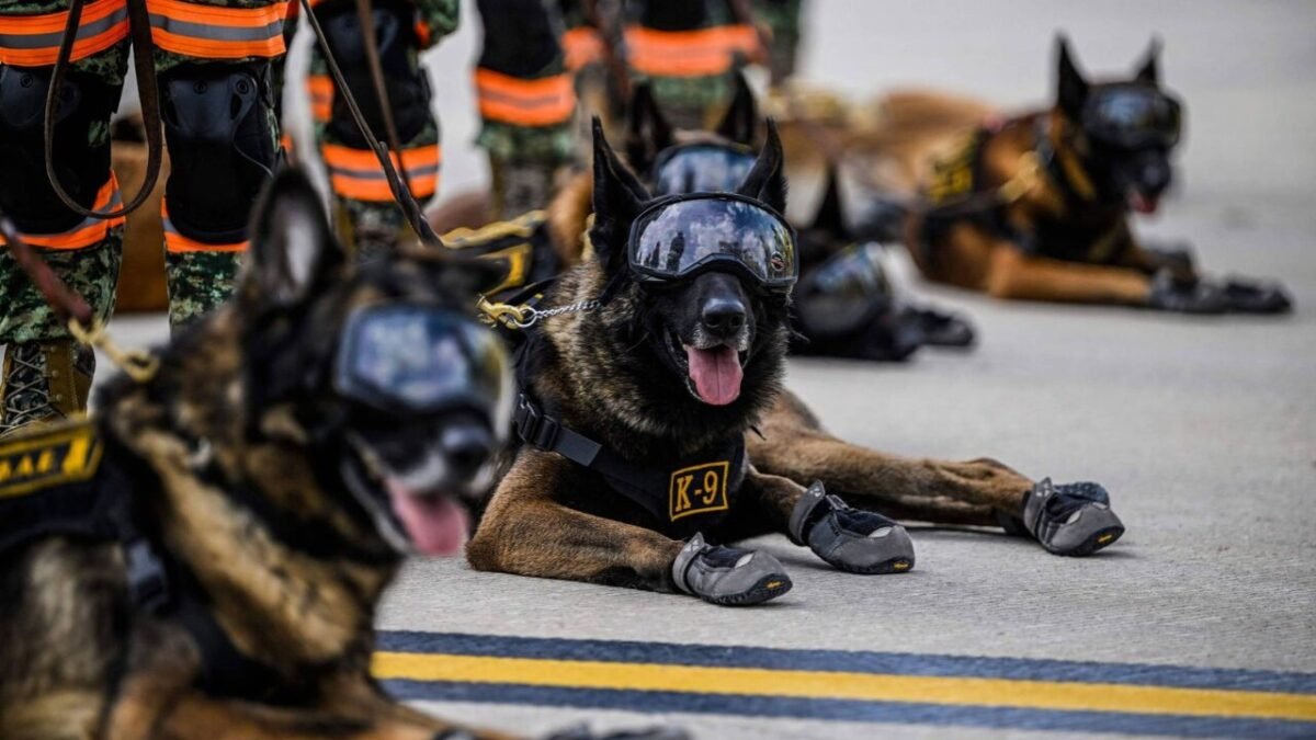 Startup capta US$ 200 milhões para clonar cães militares nos EUA