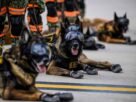 Startup levanta US$ 200 mi para criar cães 'geneticamente aprimorados' para uso militar