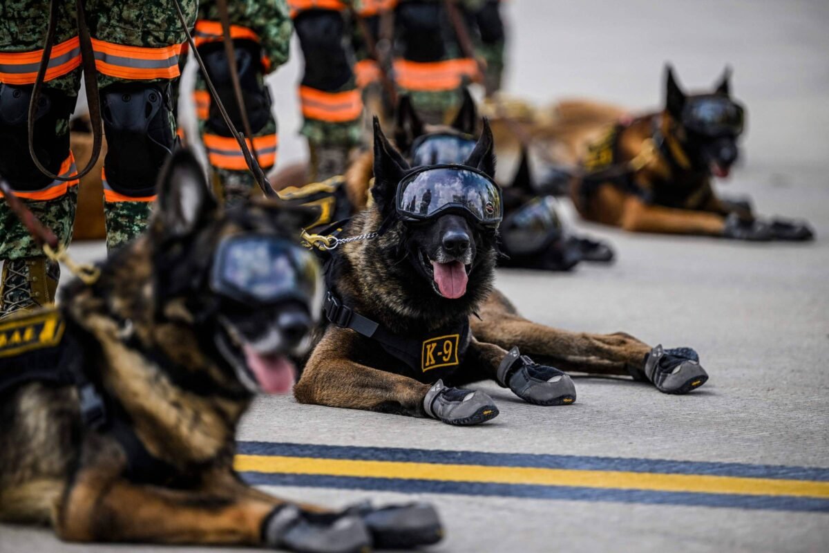 Startup levanta US$ 200 mi para criar cães 'geneticamente aprimorados' para uso militar