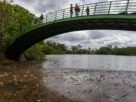 Transbordamento e sujeira no lago do Ibirapuera têm ligação com córrego do entorno, diz concessionária