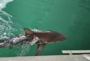 Tubarão que virou atração na Coreia do Sul é resgatado e devolvido ao mar