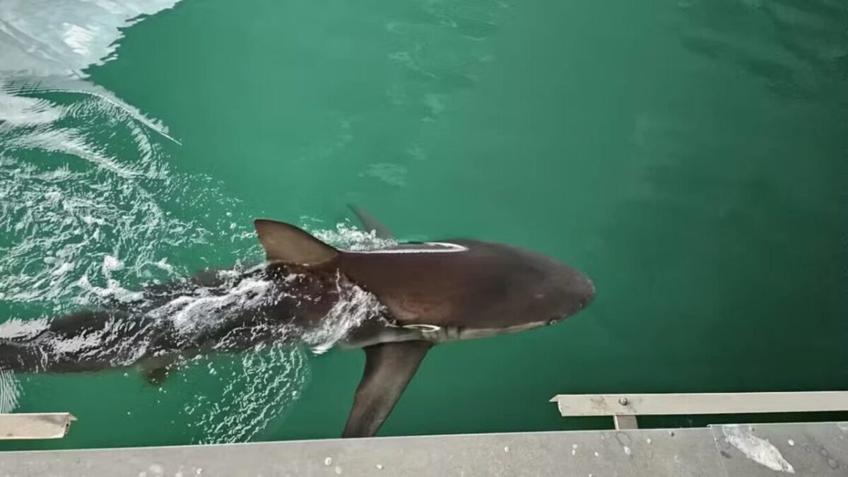 Tubarão que virou atração na Coreia do Sul é resgatado e devolvido ao mar