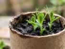 Tubos de papelão podem ajudar a começar uma pequena horta: como usá-los para semear ervilhas e preparar as mudas antes de levá-las ao canteiro