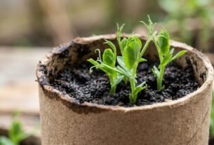 Tubos de papelão podem ajudar a começar uma pequena horta: como usá-los para semear ervilhas e preparar as mudas antes de levá-las ao canteiro