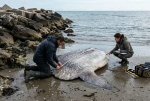 Um passeio tranquilo pelo litoral terminou com uma descoberta surpreendente: um peixe enorme de 2,5 metros de comprimento