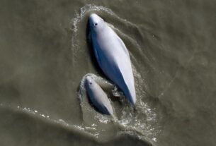 Underwater data centers may be coming to the U.S.—smack in the middle of endangered whale habitat