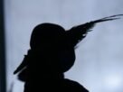 União terá que indenizar indígenas por demora em demarcação de terra