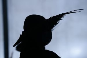 União terá que indenizar indígenas por demora em demarcação de terra